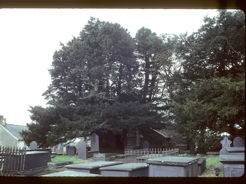 Europäische Eibe (Taxus baccata)