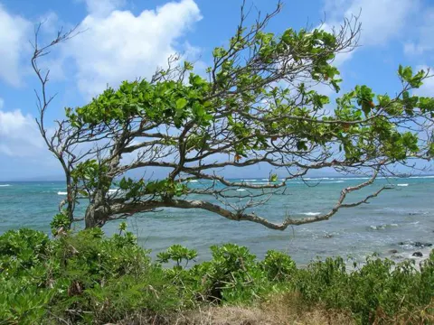 Indische Mandel (Terminalia catappa)