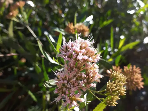 Altamisa (Tessaria dodonaeifolia)