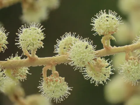 Reispapierpflanze (Tetrapanax papyrifer)