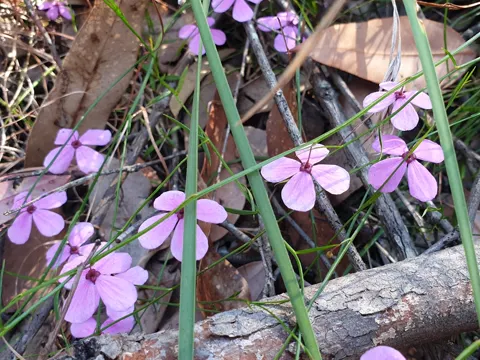 Tetratheca juncea (Tetratheca juncea)