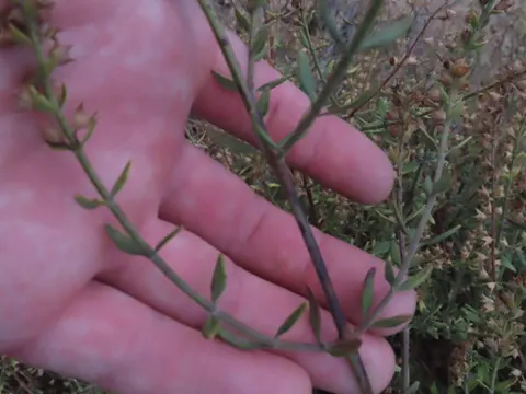 Two-coloured Germander (Teucrium bicolor)
