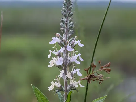 Teucrium canadense