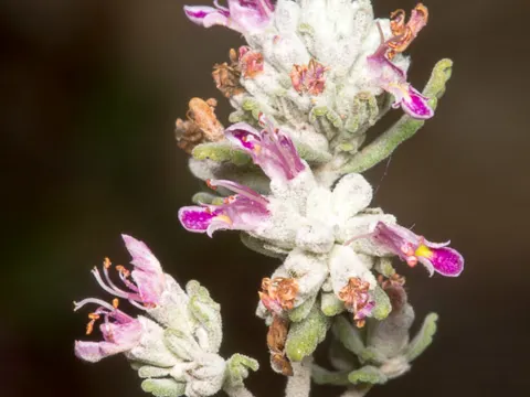 Kopfiger Gamander (Teucrium capitatum)
