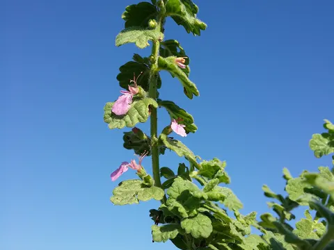 Knoblauch-Gamander (Teucrium scordium)