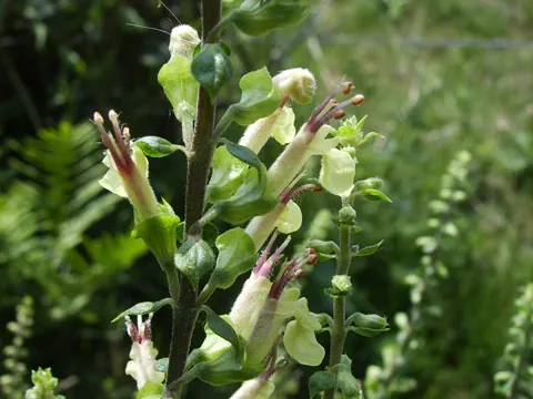 Wood Sage