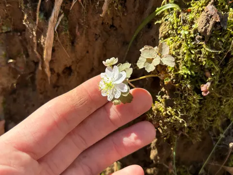 Rue Anemone (Thalictrum thalictroides)