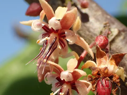 Kakao (Theobroma cacao)