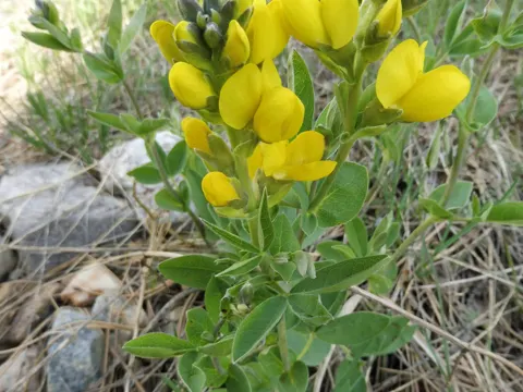 Thermopsis (Thermopsis rhombifolia)