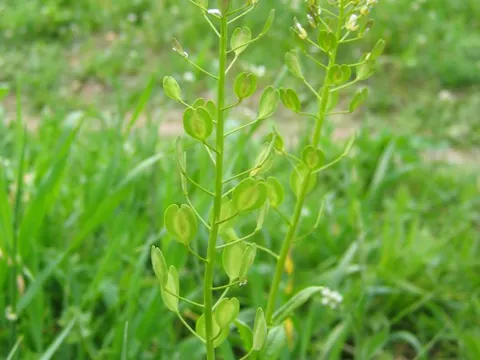 Field Pennycress (Thlaspi arvense)