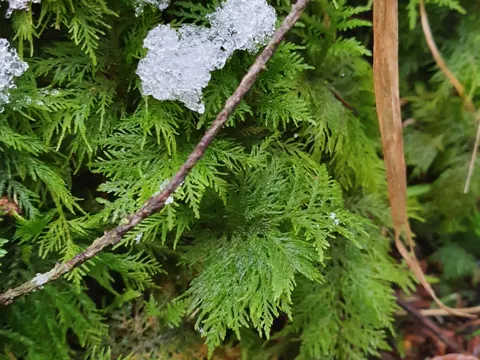 Tamarisken-Thujamoos (Thuidium tamariscinum)
