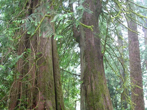 Western Red Cedar