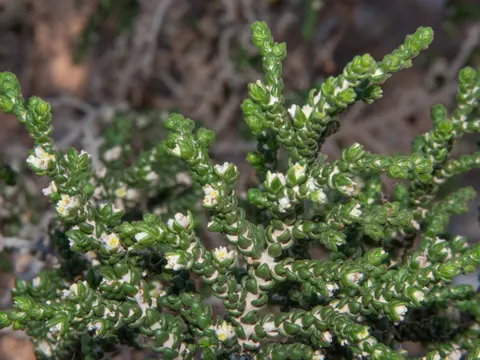 Flaumige Seidelbast (Thymelaea hirsuta)