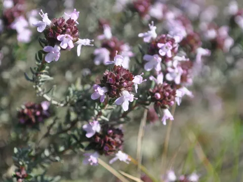Thymian (Thymus vulgaris)