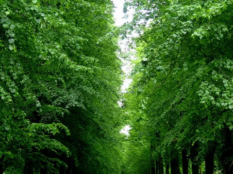 Common Lime (Tilia × europaea)