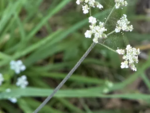 Spreading Hedgeparsley (Torilis arvensis)