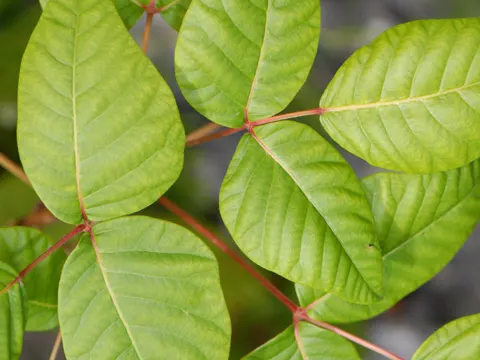 Kletternder Giftsumach (Toxicodendron radicans)