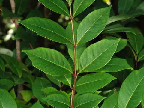 Gift-Sumach (Toxicodendron vernix)