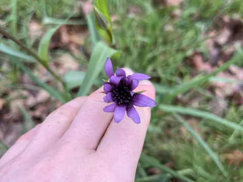 Salsify (Tragopogon porrifolius)