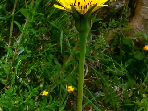 Wiesen-Bocksbart