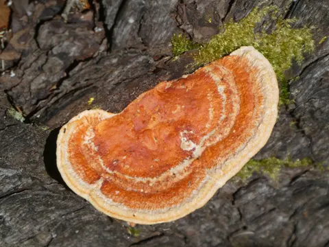 Trametes coccinea