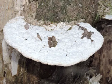 Lumpy Bracket