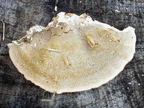 Striegelige Tramete (Trametes hirsuta)