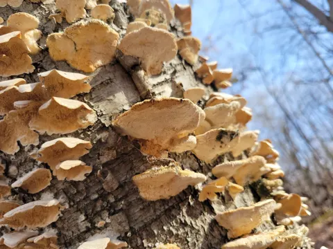 Samtige Tramete (Trametes pubescens)