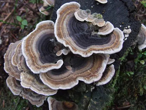 Turkey Tail
