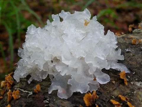 Silberohr