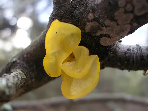 Yellow Brain Fungus