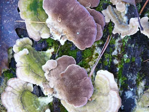 Violetter Blätterwirrling (Trichaptum biforme)