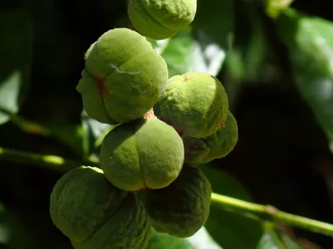 Trichilia hirta (Trichilia hirta)