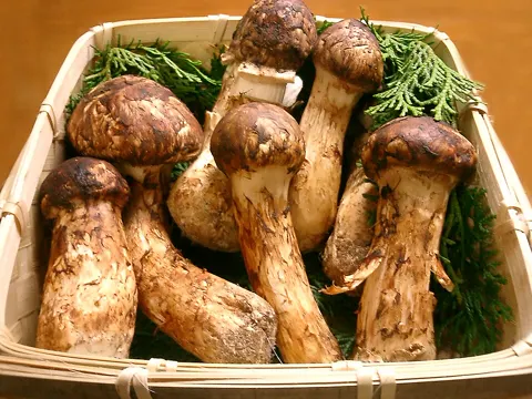 Kiefernsteinpilz (Tricholoma matsutake)