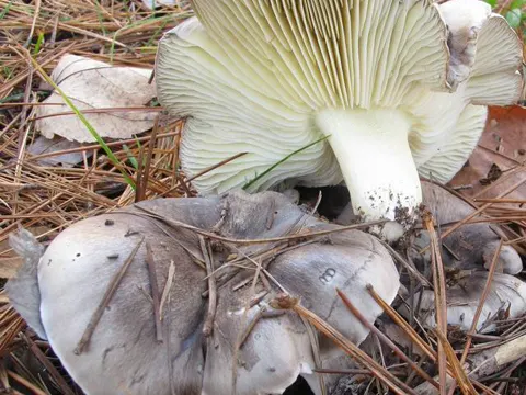 Schwarzfaseriger Ritterling (Tricholoma portentosum)