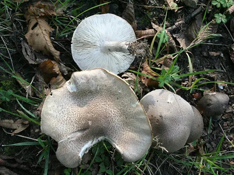 Yellowing Knight (Tricholoma scalpturatum)
