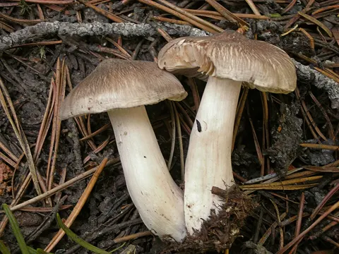 Brennender Ritterling (Tricholoma virgatum)