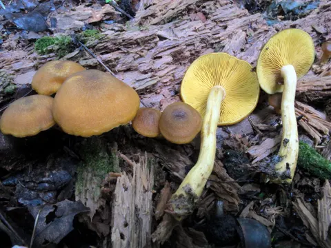 Gelbblättriger Holzritterling