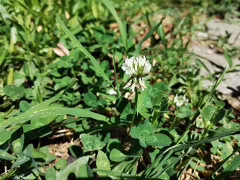 White Clover
