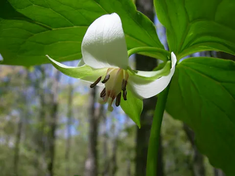 Nickende Dreizahl (Trillium cernuum)