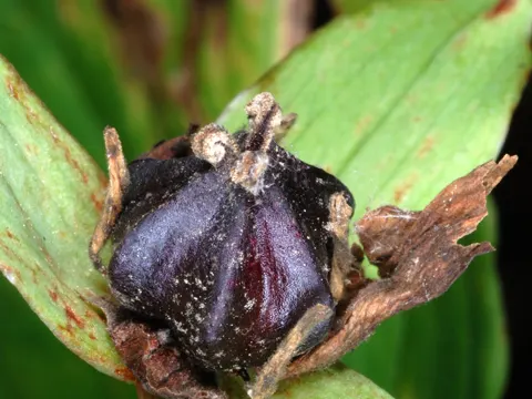 Aufrechte Waldlilie