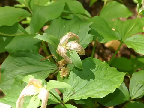 Großer Trillium