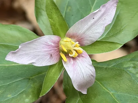 Ovales Trillium