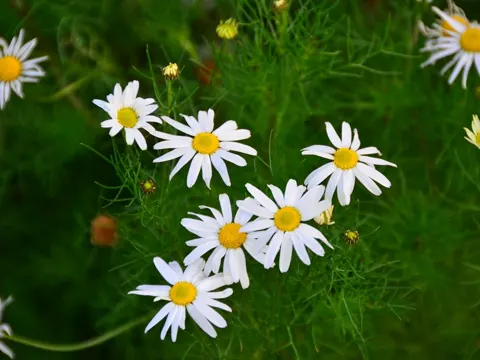 Geruchlose Kamille (Tripleurospermum inodorum)