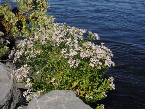 sea aster