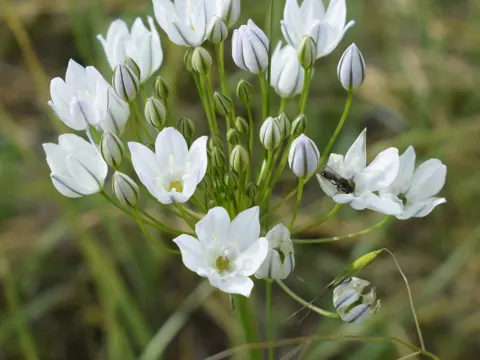 Triteleia hyacinthina (Triteleia hyacinthina)