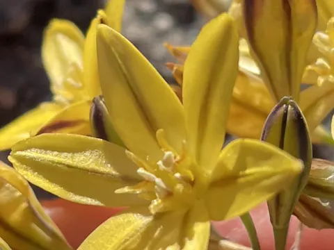 Triteleia ixioides (Triteleia ixioides)