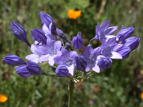 Blaue Triteleie (Triteleia laxa)