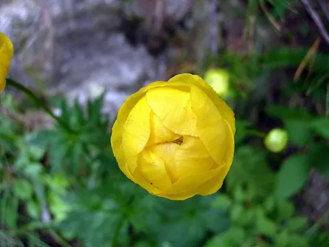Trollblume