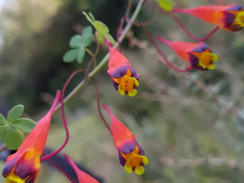 Dreiblütige Kapuzinerkresse (Tropaeolum tricolor)
